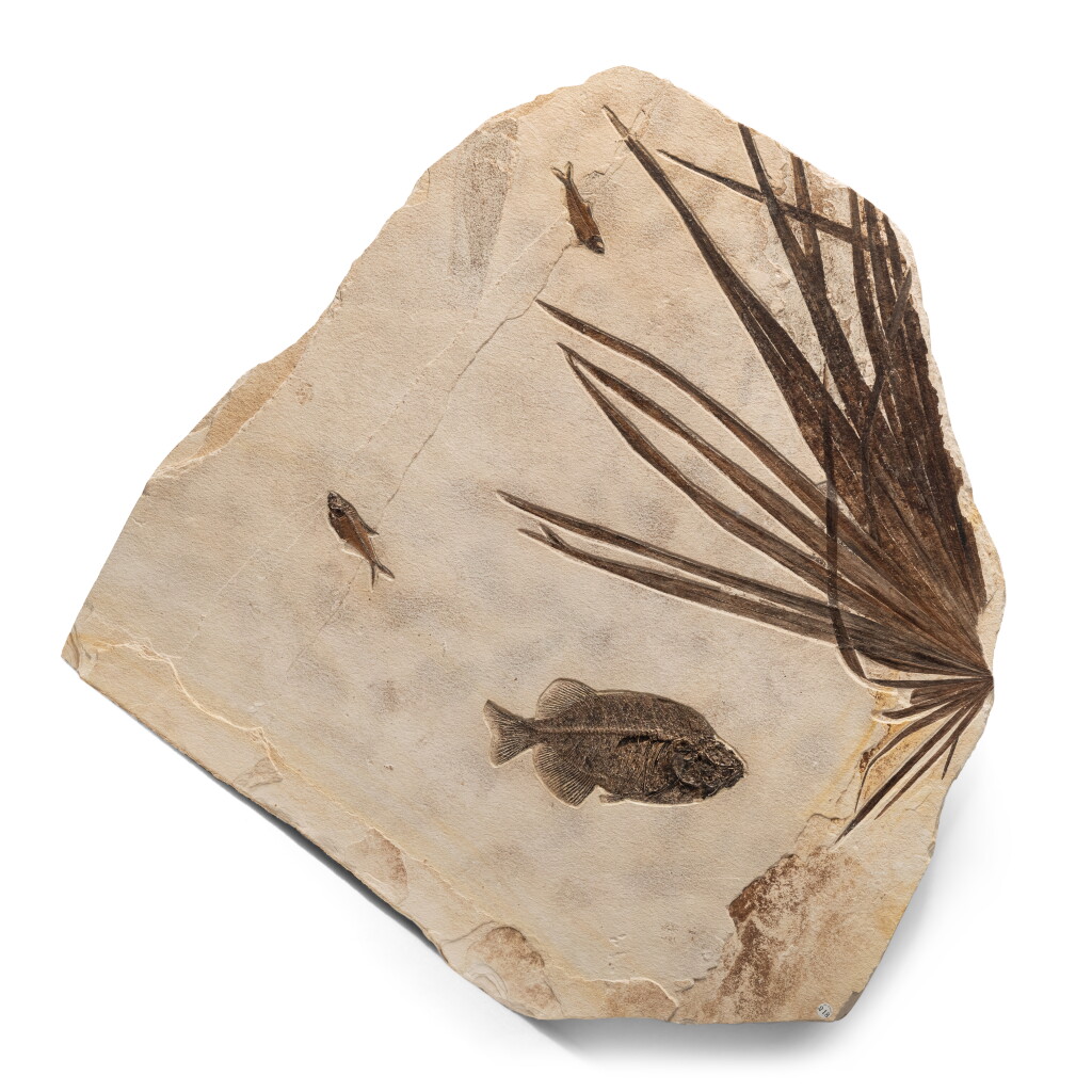 View full screen - View 1 of Lot 16. Fossil Palm Frond with Fish.