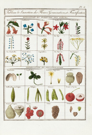 View full screen - View 1 of Lot 82. Joseph Roques | Plantes usuelles, indigènes et exotiques, Paris, 1802, 2 volumes, contemporary green half morocco.