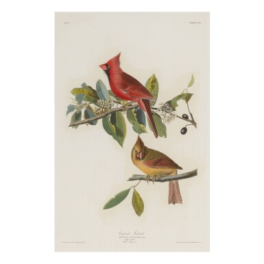 View full screen - View 1 of Lot 1788. JOHN JAMES AUDUBON (AFTER) | CARDINAL GROSBEAK (PLATE CLLX).