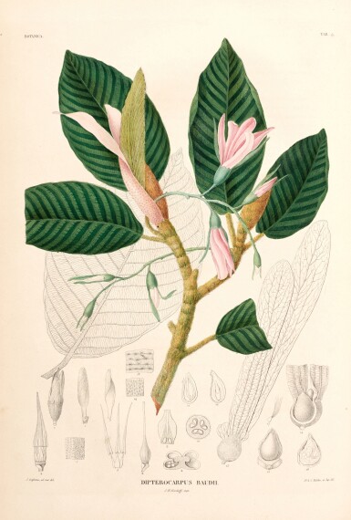 View full screen - View 1 of Lot 95. Coenraad Temminck and P.W. Korthals | Verhandelingen over de natuurlijke geschiedenis, Leiden, 1839-42, vol 1 of 3 only.