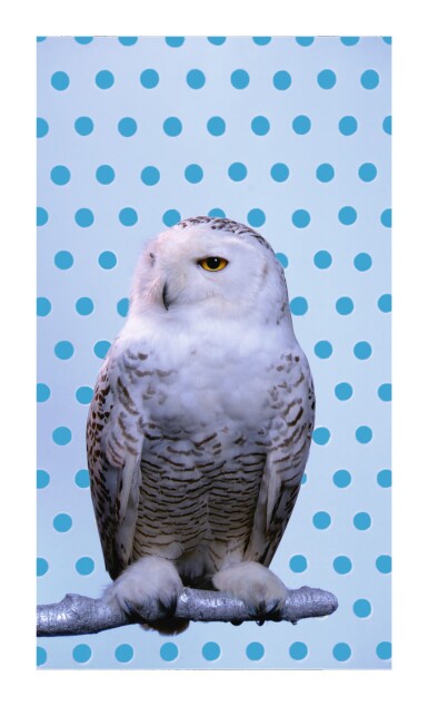 View full screen - View 1 of Lot 26. ROBERT WILSON | KOOL/SNOWY OWL .