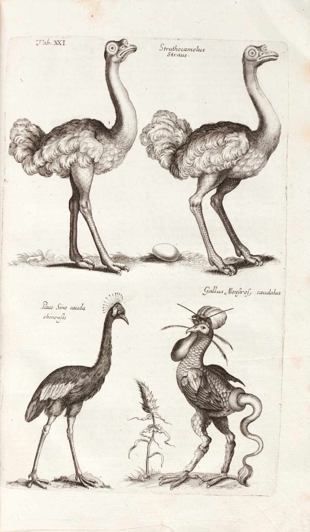 View full screen - View 1 of Lot 60. John Jonston | Historiae naturalis de avibus libri vi., Frankfurt, 1650.