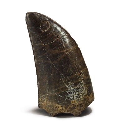View full screen - View 1 of Lot 56. THE TOOTH OF A TYRANNOSAURUS REX.