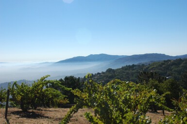 View full screen - View 1 of Lot 470. Ridge, Monte Bello 2013 (12 BT).