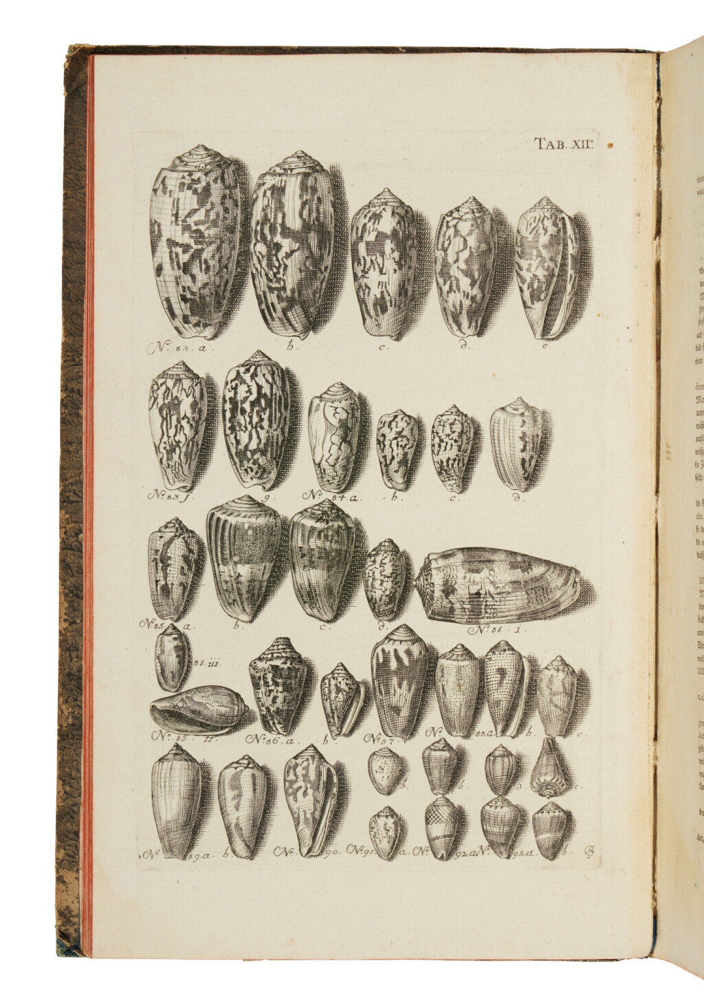 View full screen - View 1 of Lot 44. Schröter, Johann Samuel | The conchological portion of the celebrated Gottwald cabinet.