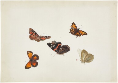 View full screen - View 1 of Lot 77. Two sheets of studies of butterflies and moths.