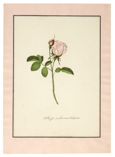 View full screen - View 1 of Lot 20. Friedrich Justin Bertuch | Die Rosen-arten nach Natur, 1804, contemporary morocco portfolio.