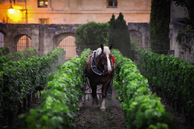 View full screen - View 1 of Lot 8222. Château Canon 2015 (12 BT).