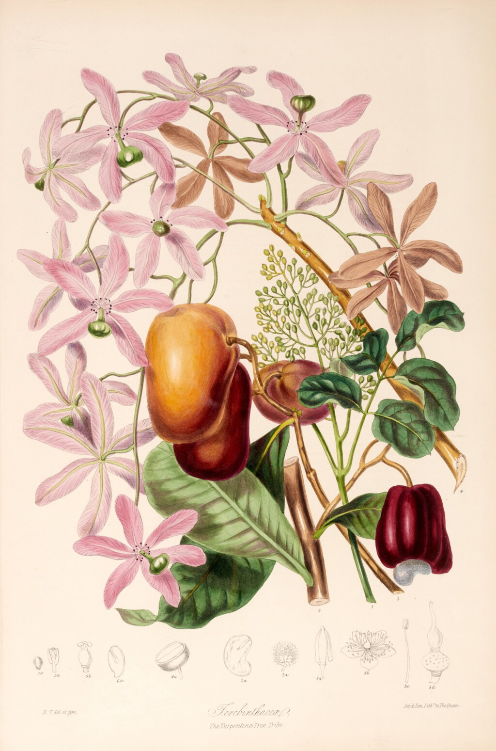 View full screen - View 1 of Lot 232. Elizabeth Twining | Illustrations of the Natural Order of Plants, 1849-1855, 2 volumes.