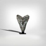 Megalodon Shark Tooth
