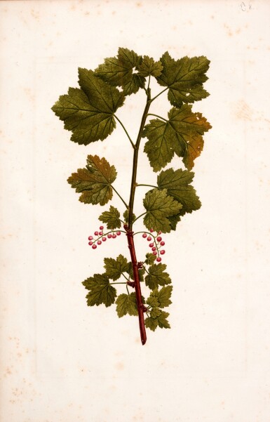 View full screen - View 1 of Lot 268. T. Bonnel | Botanical manuscript, "Représentations des plantes", Bordeaux, 1822, contemporary red morocco gilt.