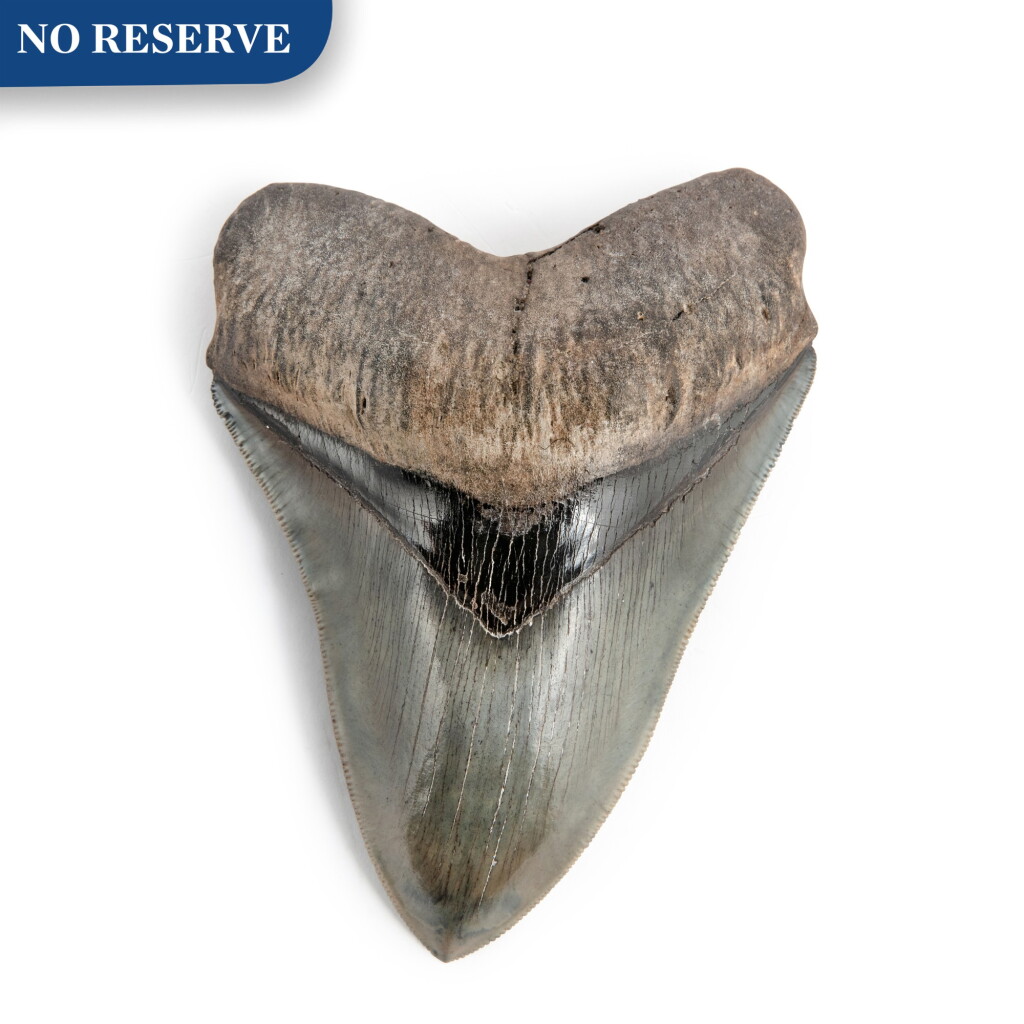 View full screen - View 1 of Lot 16. The Tooth Of A Megalodon.