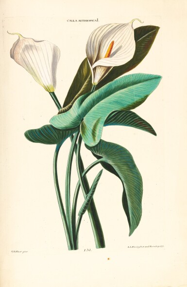 View full screen - View 1 of Lot 52. Trew | Hortus Nitidissimis, 1750-1786.