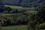 Seavey Vineyard | Winemaker's Vineyard Tour and Barrel Tasting