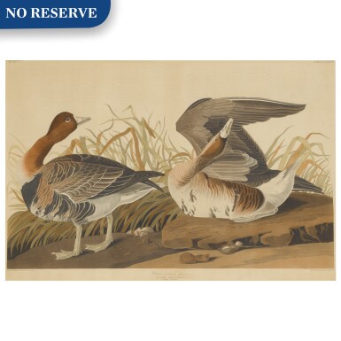 View full screen - View 1 of Lot 491. White Fronted Goose (Plate CCLXXXVI).