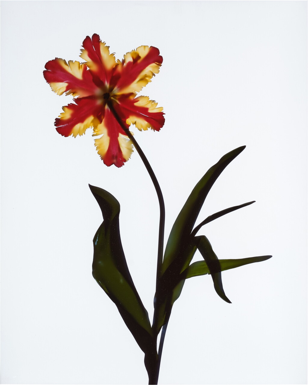 View full screen - View 1 of Lot 199. Untitled (Tulip).