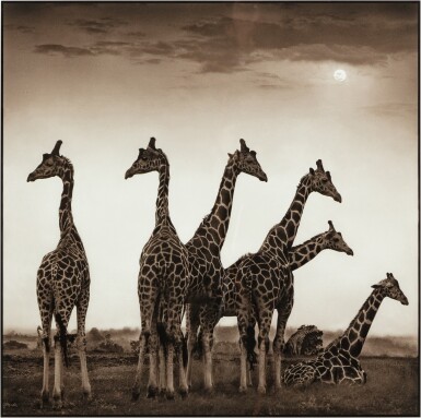 View full screen - View 1 of Lot 145. Giraffe Fan, Aberdares.