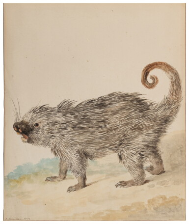 View full screen - View 1 of Lot 287. A Kind of Porcupine.