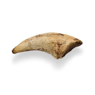 View full screen - View 1 of Lot 23. Tyrannosaurus Rex Claw.