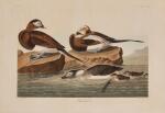 Long-Tailed Duck (Plate CCCXII)