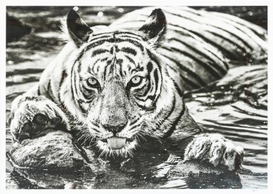 View full screen - View 1 of Lot 6006. David Yarrow 大衛・亞羅 | The Queen of Ranthambore 倫塔波爾之后.