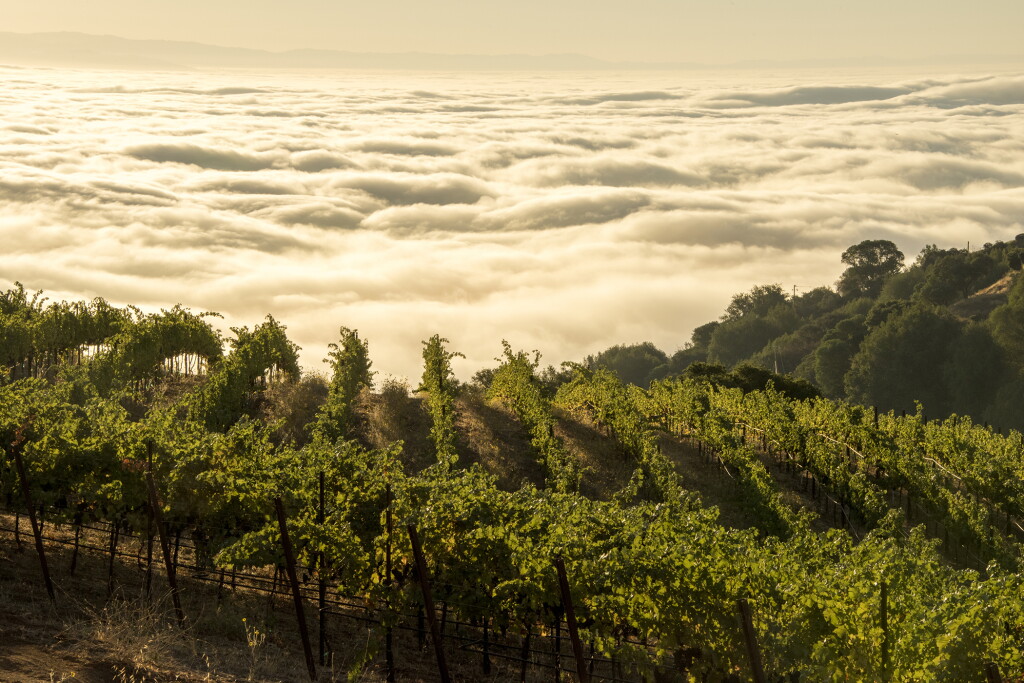 View full screen - View 1 of Lot 240. Ridge, Monte Bello 2012 (12 BT).