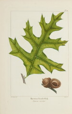 Michaux, François-André | The first Illustrated Sylva of North America