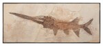 A RARE FOSSIL PADDLEFISH