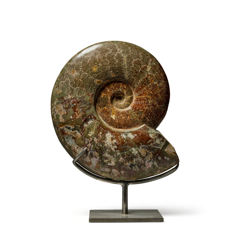 View full screen - View 1 of Lot 34. A Massive and Complete Cleoniceras Ammonite.