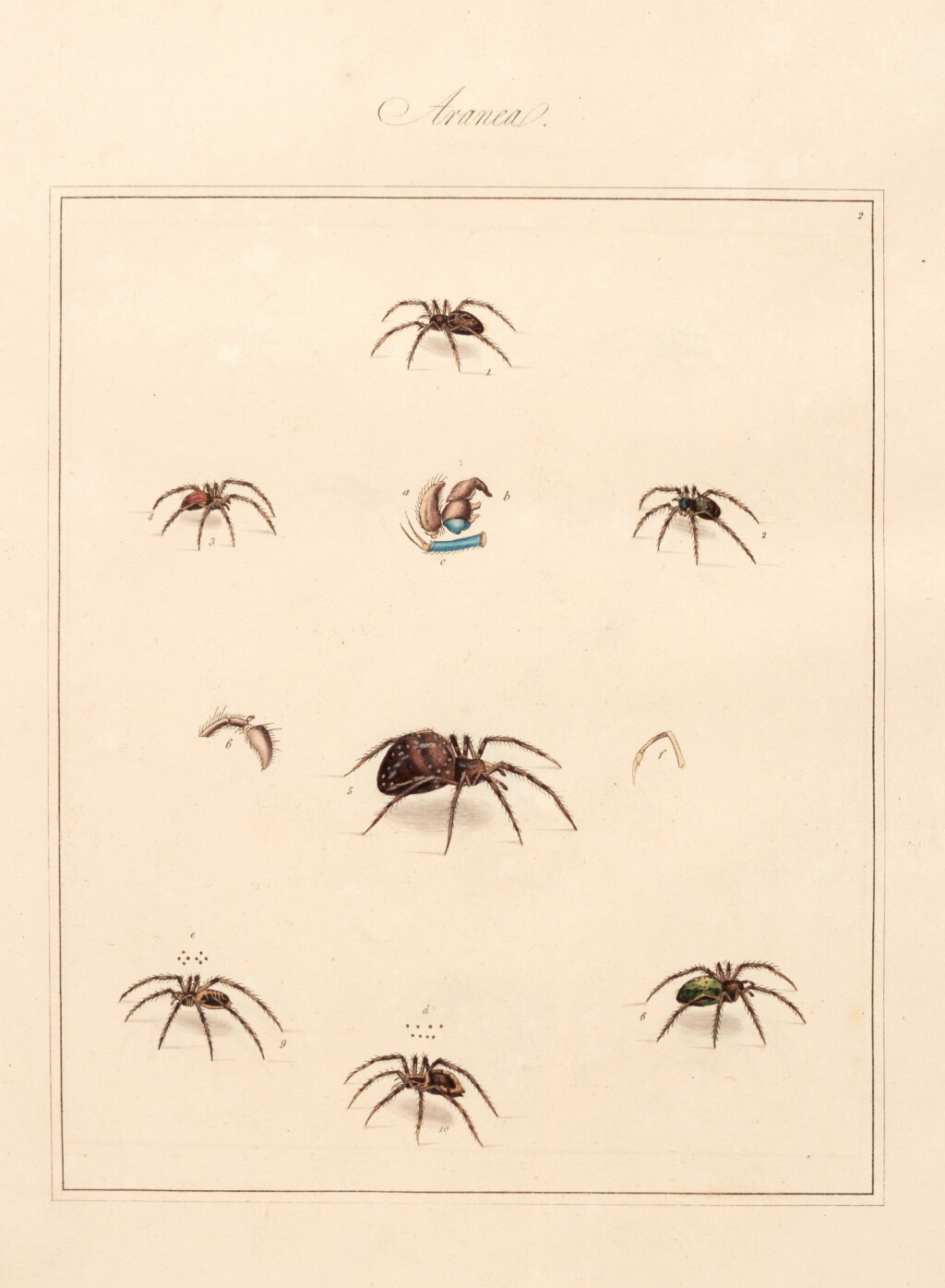 View full screen - View 1 of Lot 145. Thomas Martyn | Aranei, or a natural history of spiders, 1793, 2 parts in 1 volume.