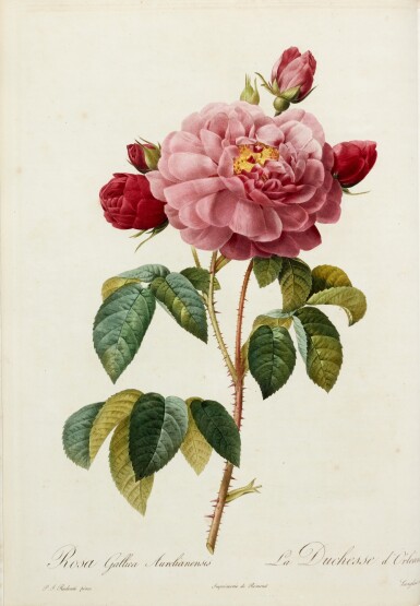 View full screen - View 1 of Lot 447. Pierre-Joseph Redouté and Claude-Antoine Thory | Les roses, 1817-24, 3 volumes, red half morocco gilt.