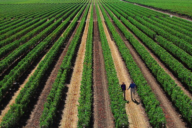 View full screen - View 1 of Lot 1254. Dominus 2009 (6 BT).
