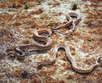 View full screen - View 1 of Lot 53. ROE ETHRIDGE | RED DIAMONDBACK.