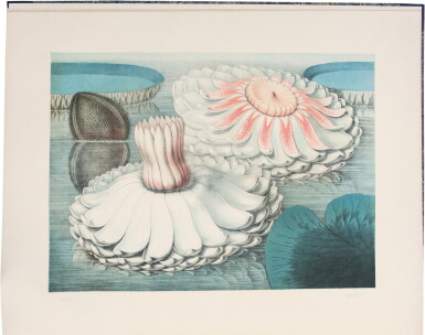 View full screen - View 1 of Lot 1002. Allen, John Fisk | Victoria Regia — a monument to American color printing.