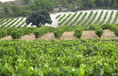 View full screen - View 1 of Lot 466. Vega Sicilia, 'Valbuena No. 5' 2016 (1 MAG).