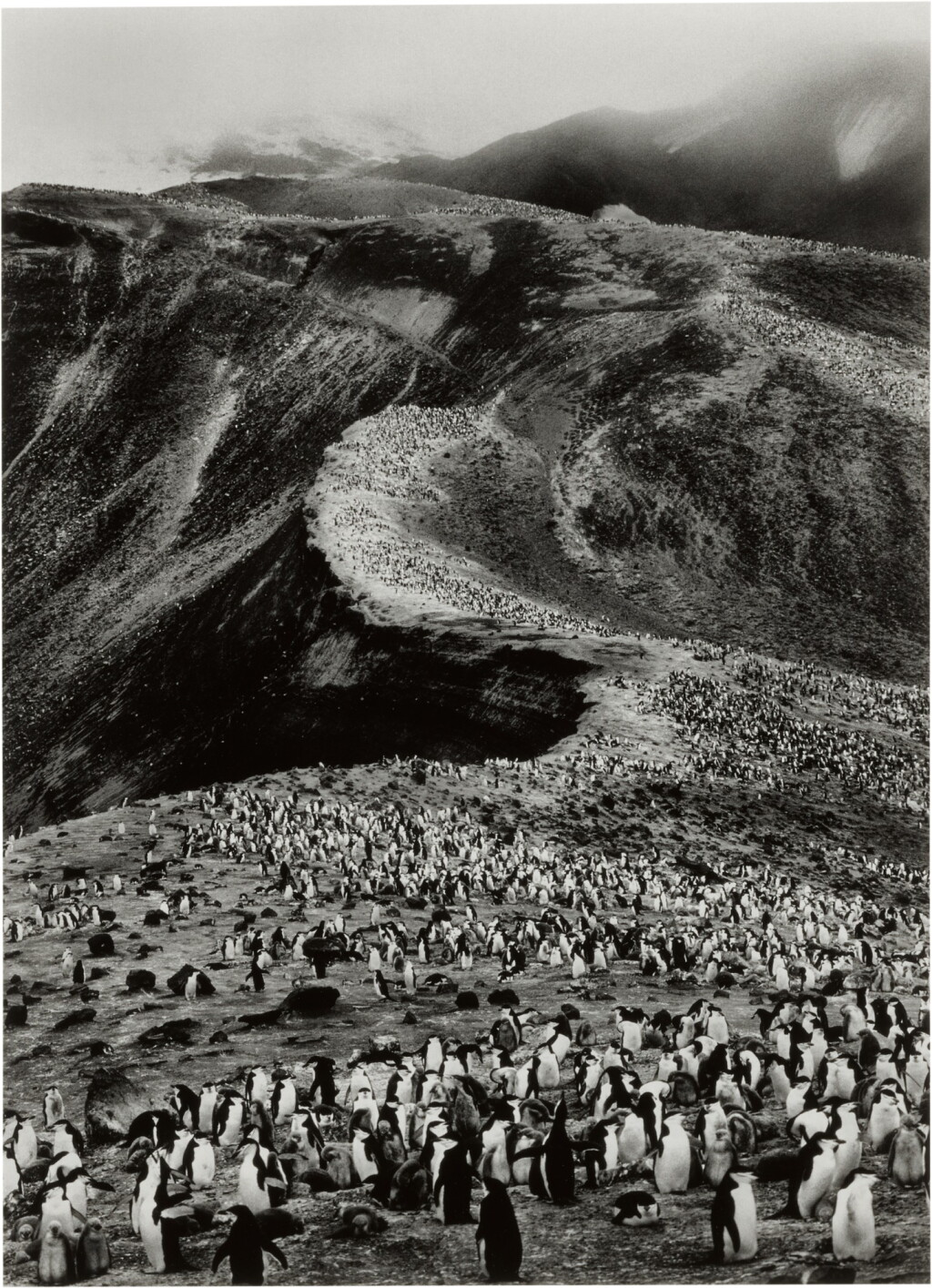 View full screen - View 1 of Lot 110. Chinstrap Penguins (Pygoscelis Antarctica), Deception Island, Antarctica (from Genesis).