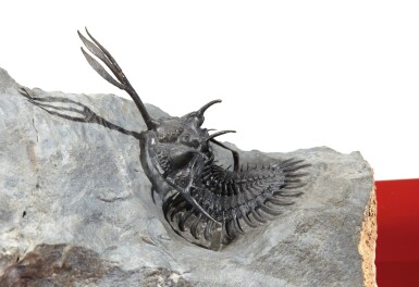 View full screen - View 1 of Lot 24. A TRIDENT-BEARING TRILOBITE.