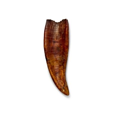 View full screen - View 1 of Lot 233. Saber-Toothed "Tiger" Cub Tooth — Milk Canine.
