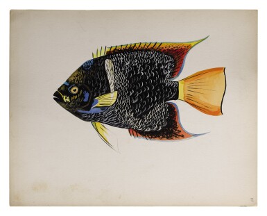 View full screen - View 1 of Lot 12. HOLOCANTHUS PASSER (KING ANGELFISH) | TRIGGERFISH.