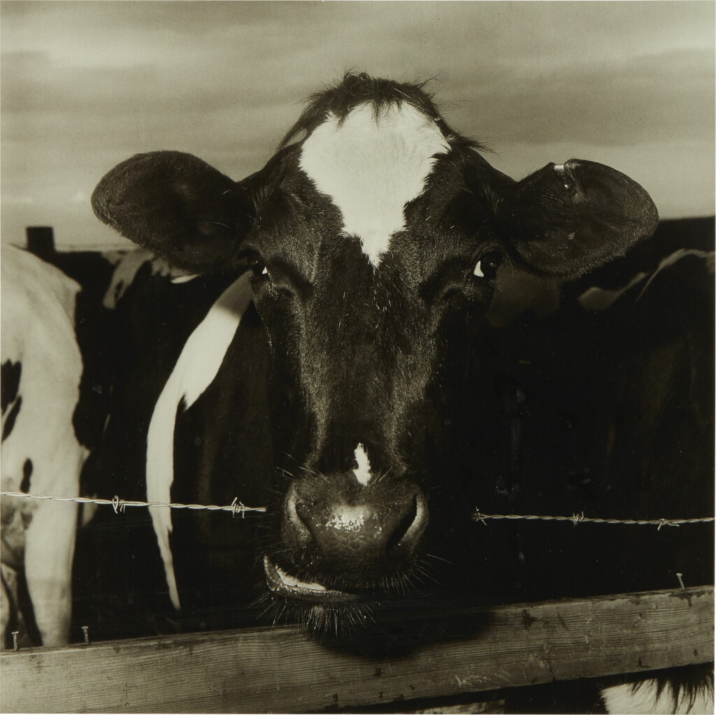 View full screen - View 1 of Lot 117. Cow Chewing Barbed Wire.