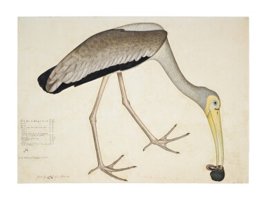 View full screen - View 1 of Lot 15. A Painted Stork (Mycteria Leucocephala) eating a Snail, from the Impey Album, signed by Shaykh Zayn al-Din, Company School, Calcutta, dated 1781.