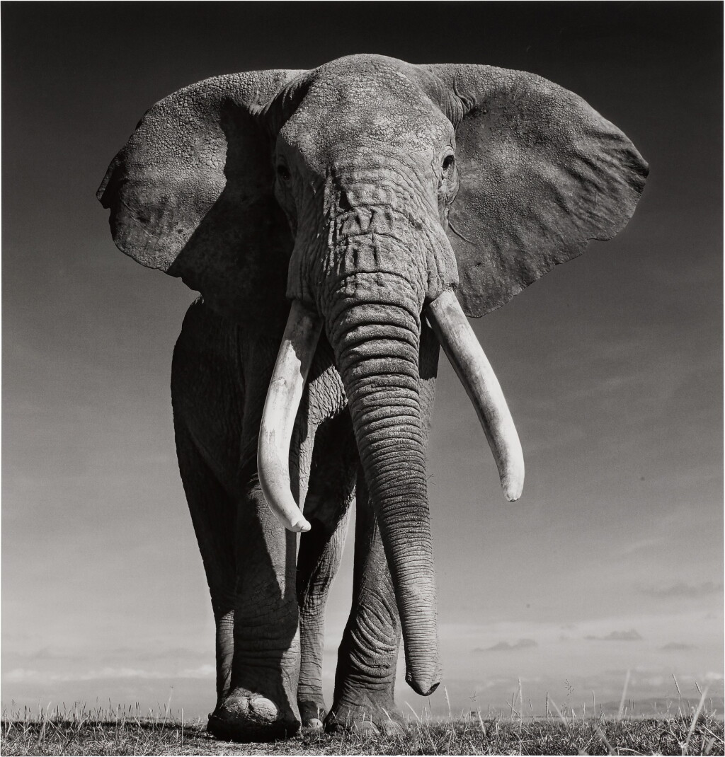 View full screen - View 1 of Lot 83. The Don, Amboseli, Kenya.