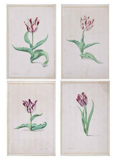 View full screen - View 1 of Lot 3. Four cultivars of the garden tulip, from the garden of Louis de Marle of Haarlem.