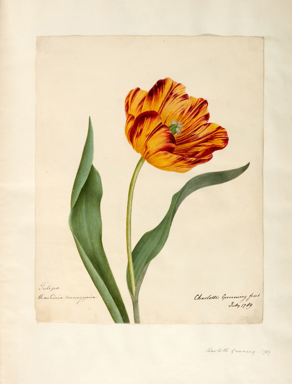 View full screen - View 1 of Lot 328. English flowers, watercolours by various artists, 1759-1876.