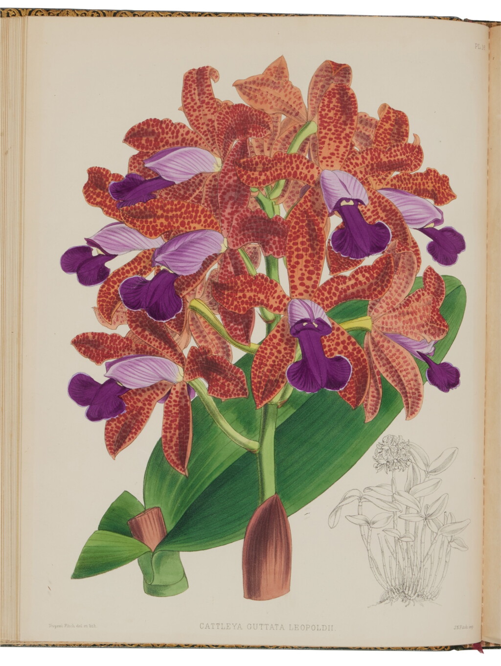 View full screen - View 1 of Lot 1125. Warner, Robert, Benjamin Samuel Williams, and Thomas Moore | A striking nineteenth-century record of orchids.