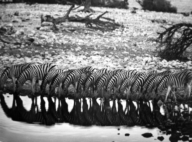 View full screen - View 1 of Lot 1510. Sebastio Salgado | Mountain Zebra.