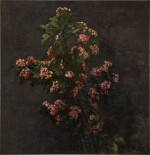 Aubépines roses
