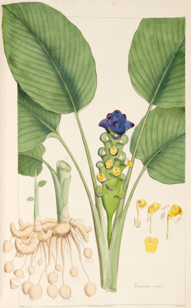 View full screen - View 1 of Lot 236. Nathaniel Wallich | Plantae asiaticae rariores, London, 1830, 3 volumes, green morocco gilt.