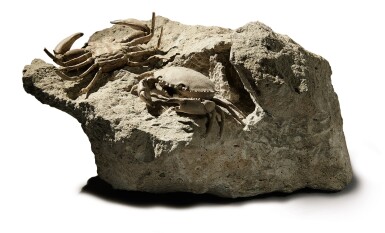 View full screen - View 1 of Lot 106. A FINE PAIR OF CRAB FOSSILS.