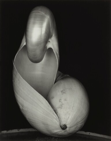 View full screen - View 1 of Lot 5. EDWARD WESTON | TWO SHELLS.